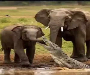 حیات وحش مصنوعی / عناد ددمنشانه فیل و تمساح برای حراست از فرزند