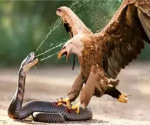 مستند حیات وحش/ در نبرد سمی مار و عقاب چه کسی در صدر است؟