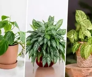 عکس انواع گیاهان آپارتمانی با اسم / همه گلایی که خوشت میاد ولی اسمشانو نمیدونی اینجان