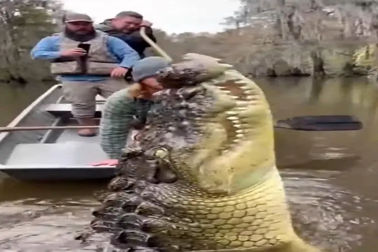 معماری طبیعت؛ این خارجیا فازشون چیه الان گاد چیکار کنه عین ماست وایساد کروکودیل خوردش