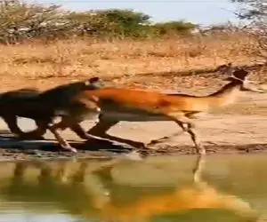 جذابیت حیات وحش؛ کفتار چاه کند بحر آهو خودش افتاد توش