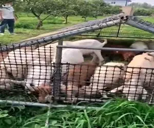 دامداری نوین؛ گوسفندا رو موقع چرا ول نمیکنن براشون قفس ساختن جمع کردنشون سخت نباشه