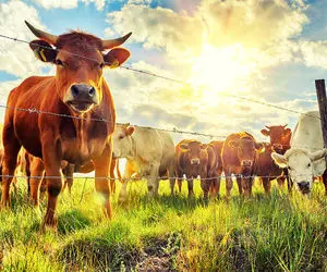 وقتی گاوهای خوووش نقش با آسمون یه خطای دید جذاب خلق میکنن؛ عکاس چه شاتایی شکار کرد!