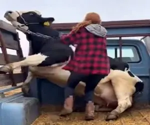 دامداری نوین؛ جنون به گاو دست داده پشت وانت یه لگد فلج کننده زد تو شکم زنه