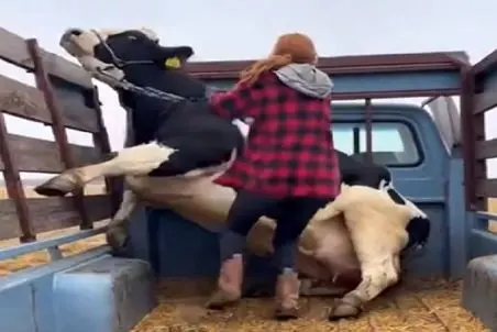دامداری نوین؛ جنون به گاو دست داده پشت وانت یه لگد فلج کننده زد تو شکم زنه