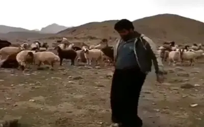 آواز محلی؛ چوپان جوان با گوسفنداش عشق میکنه انقدر با حس میرقصه اونا هم شاد میشن