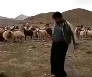 آواز محلی؛ چوپان جوان با گوسفنداش عشق میکنه انقدر با حس میرقصه اونا هم شاد میشن