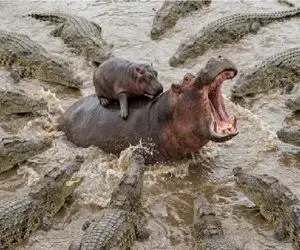 مستند حیات وحش؛ رویارویی اسب‌آبی با ارتش کروکودیل‌ها برای نجات توله اش