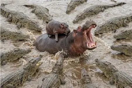 مستند حیات وحش؛ رویارویی اسب‌آبی با ارتش کروکودیل‌ها برای نجات توله اش