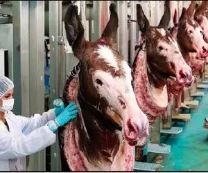 فرآوری شیر الاغ؛ خانومای چینی شیر میلیون ها الاغ رو میدوشند بعدش میفرستن برای سیخ زدن