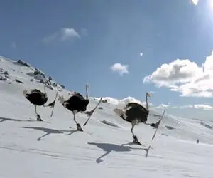 از جذابیت‌های حیات وحش؛ شتر مرغ اسکیت سوار تو مسابقه با آدما برنده شد