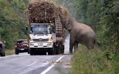 سد معبر فیل درشت هیکل واسه کامیون هایی که بارشون دزدیه / نمیزاره راحت رد بشن