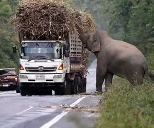 سد معبر فیل درشت هیکل واسه کامیون هایی که بارشون دزدیه / نمیزاره راحت رد بشن