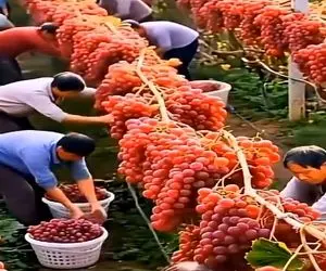 کشاورزی نوین؛ انگور پرورش دادن سنگین و آب دار موقع چیدن کمرشون خم میشه