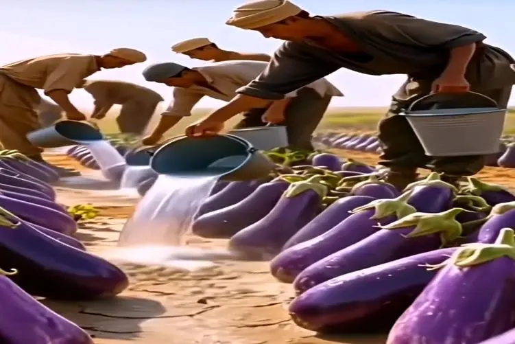 کشاورزی نوین؛ تو بیابون بی آب و علف چنان بادمجون های گوشتی عمل آووردن نوبره