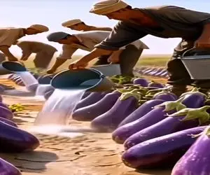 کشاورزی نوین؛ تو بیابون بی آب و علف چنان بادمجون های گوشتی عمل آووردن نوبره