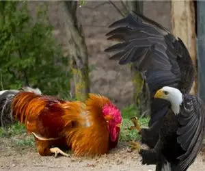 مستند حیات وحش؛ عقاب هوسران نمیدونه خروس کونگ فو کار مردونه پا ناموسش رگ میده