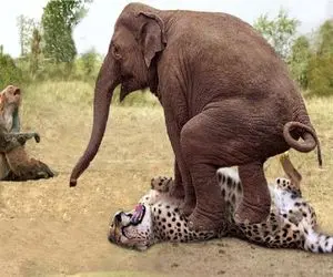 مستند حیات وحش؛ نبرد حماسی فیل با یوزپلنگ با داوری میمون هاج و واج