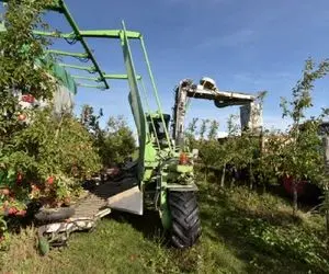 کشاورزی نوین؛ چند 1000 کیلو سیب رو تو باغ های چند 1000 متری با ماشین های مخصوص میچینن