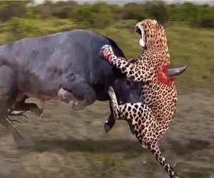 نبرد حیوانات/پلنگ برای گرفتن بوفالو از ارتفاع بالا می پرد مار به پنجه های عقاب پیچیده