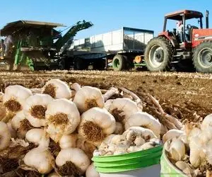 کشاورزی نوین؛ ماشینای مدرن که واسه برداشت سیر تو آمریکا استفاده میشه حیرت زدتون میکنه