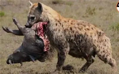 جنگ حیات وحش/ هر تیکه از گراز دست یه کفتار افتاد ضجه های گراز در چنگال کفتار