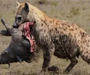 جنگ حیات وحش/ هر تیکه از گراز دست یه کفتار افتاد ضجه های گراز در چنگال کفتار