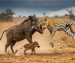 شاهکار حیات وحش؛ گراز وحشی برای نجات توله پلنگ او را زیر گرفت