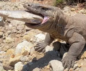 مستند حیات وحش؛ اژدهای کومودو  خوش اقبال و چالش ماهی که بزرگ تر از دهنشه