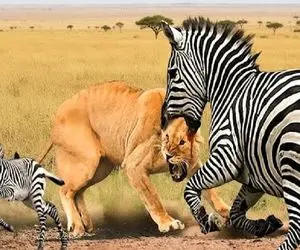 شاهکار حیات وحش؛ خر راه راه شیری که قصد خوردن تولشو داشت از کرده پشیمان کرد