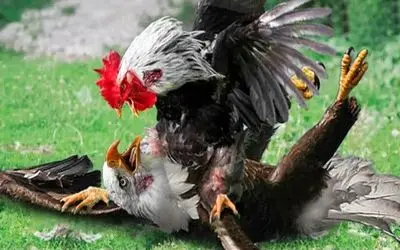 شاهکار حیات وحش؛ عقاب نمی دانست خروس جنگنده اس افتاد تو چاهی که کنده بود