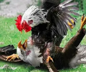 شاهکار حیات وحش؛ عقاب نمی دانست خروس جنگنده اس افتاد تو چاهی که کنده بود