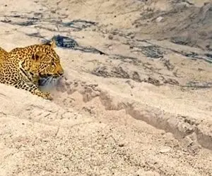 مستند حیات وحش؛ جوجه اردک شده عروسک خیمه شب بازی پلنگ