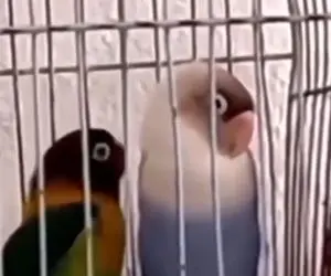 آواز شاد؛ تا حالا رقص طوطی دیده بودین؟ ببینید این طوطی چه قری میده واسه جفتش