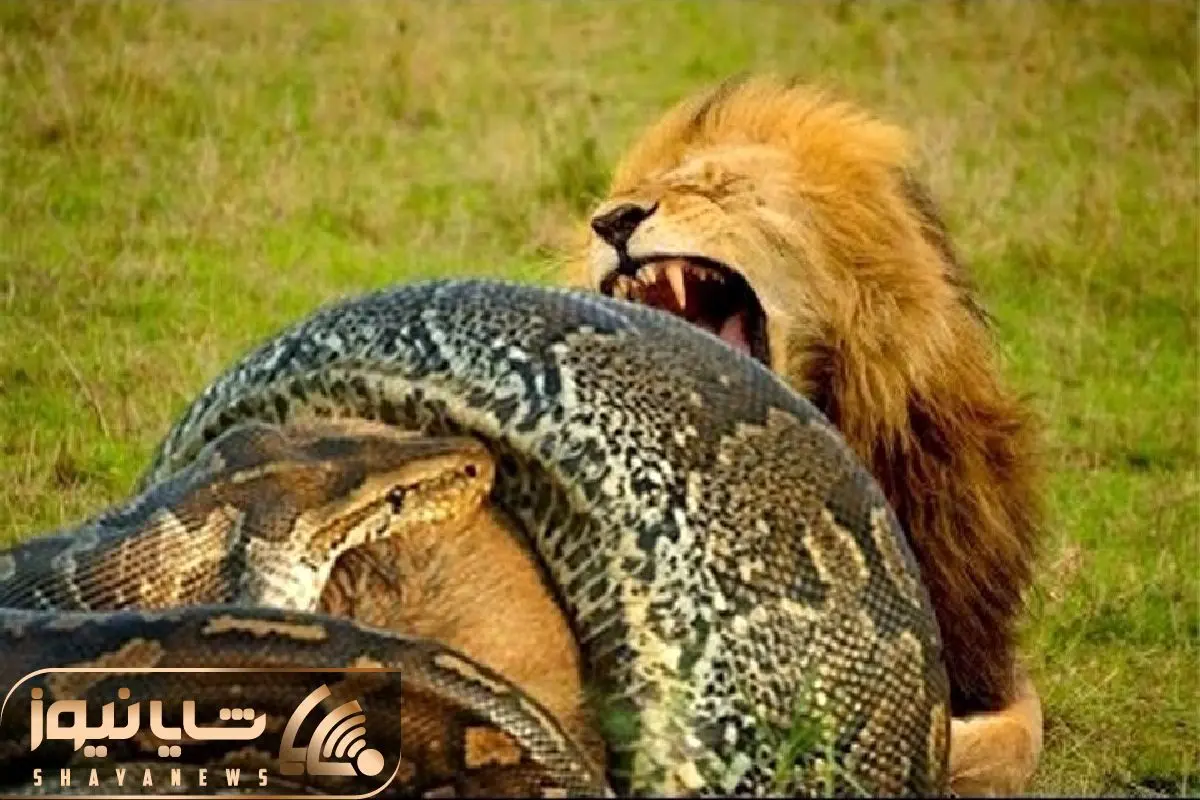 Python attacks Lion very hard shayanews