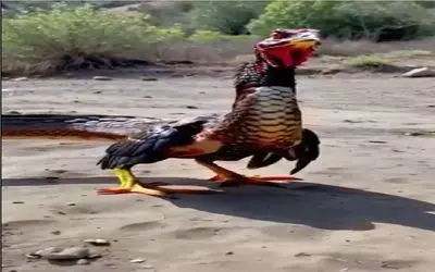 کارخانه حیوانات؛ ژن خروس و پیتون غول ترکیب زدن شده مینی خروس فلس دار