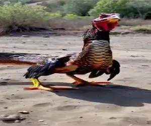 کارخانه حیوانات؛ ژن خروس و پیتون غول ترکیب زدن شده مینی خروس فلس دار