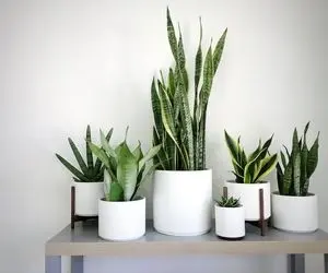 چرا برگ های سانسوریا ترک میخوره؟ با گل زبون مادر شوهر خونتو مادر شوهر پسند کن