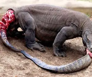 از جذابیت‌های حیات وحش؛ کومودو احمق دمشو تو هوا دید فکر کرد غذاست خوردش