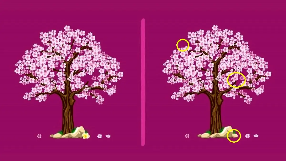 پاسخ-تفاوت-تصویری-درخت-گیلاس-ژاپنی