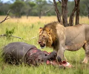 بدایع حیات وحش؛ پلنگ ددمنش اسب آبی سفاک مثله کرد شیر شریر سر رسید ناکام موند