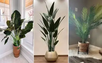 گیاهان آپارتمانی سوپرلوکس و لاکچری مختص پذیرایی های شیک و مدرن؛ خلق کننده فضای اعیونی