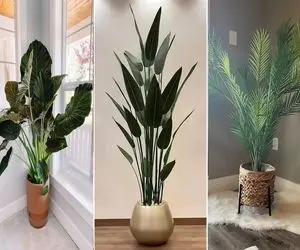 گیاهان آپارتمانی سوپرلوکس و لاکچری مختص پذیرایی های شیک و مدرن؛ خلق کننده فضای اعیونی