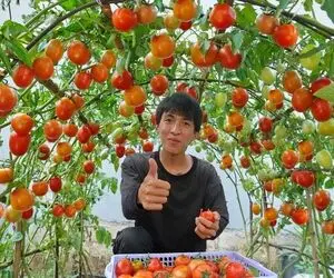 کشاورزی خلاقانه؛ میخوای گوجه فرنگی بکاری روی زمین نکار داربست بزن عالی میشه 