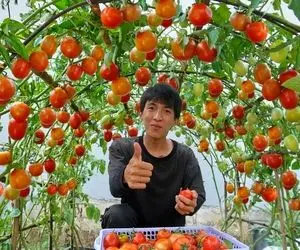 کشاورزی خلاقانه؛ میخوای گوجه فرنگی بکاری روی زمین نکار داربست بزن عالی میشه 