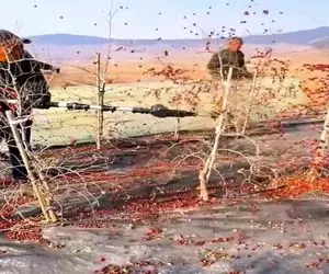 کشاورزی نوین؛ درختو عربی میرقصونن میوه هاش میریزه