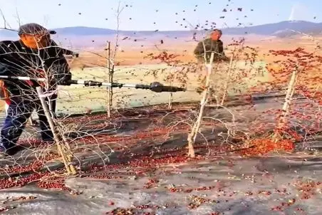 کشاورزی نوین؛ درختو عربی میرقصونن میوه هاش میریزه