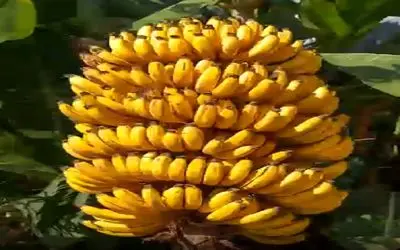 کشاورزی نوین؛ با ته مونده موز و آلوئه ورا درخت موز با بار سنگین پرورش داد خدایی هنره