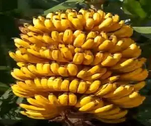 کشاورزی نوین؛ با ته مونده موز و آلوئه ورا درخت موز با بار سنگین پرورش داد خدایی هنره