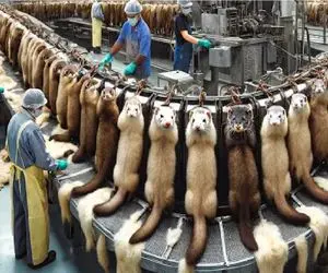 فرآوری سمور؛ استفاده از میلیونها سمور در دستگاه کشتار مدرن برای تهیه پوشاک و قهوه